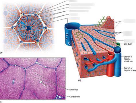 Liver Histology Labeled