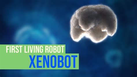 Xenobot First Living Robot These Researchers Paired Biology With