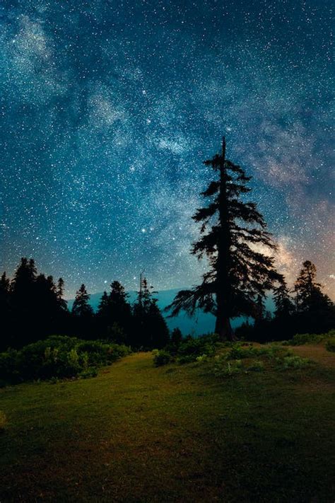 Silhouette Of Trees Under Starry Sky · Free Stock Photo