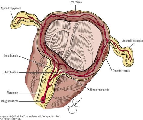 Epiploic Appendices