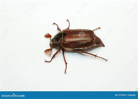 June Bug. Stock Images - Image: 777674