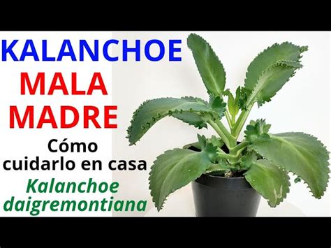 Planta Kalanchoe Cuidados Y Beneficios Off