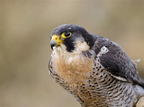 Eleonora’s Falcon Bird Facts (Falco eleonorae) | Bird Fact