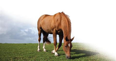 Equine Protozoal Myeloencephalitis (EPM) In Horses – The, 43% OFF