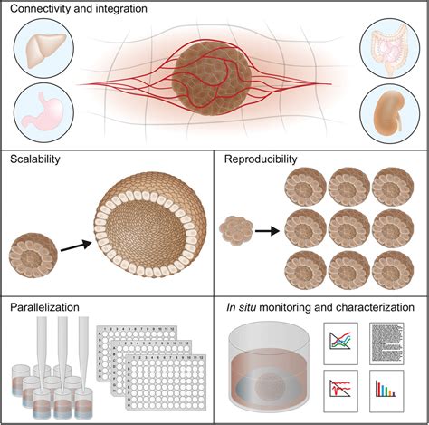 Polymer Hydrogels To Guide Organotypic And Organoid Cultures Magno