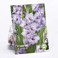 Gladiolus Blue Tropic Flower bulb, Pack of 15 | DIY at B&Q