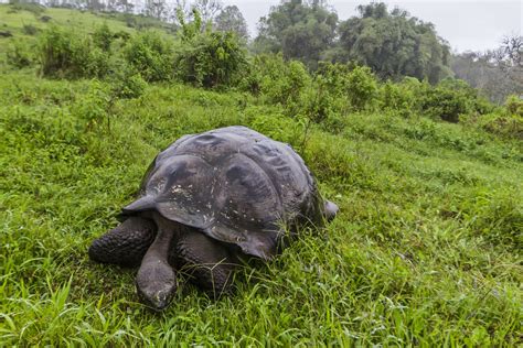 New giant tortoise species found on Galápagos after DNA study – The