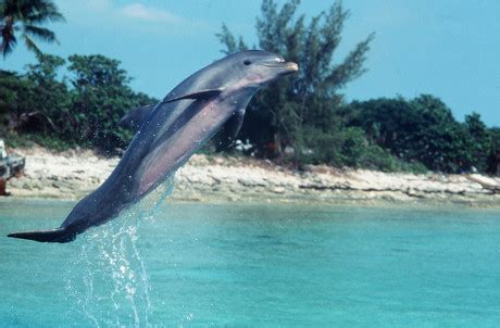 Flipper Editorial Stock Photo Stock Image Shutterstock