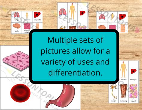 Levels Of Organization Body Systems Card Sort Teaching Resources