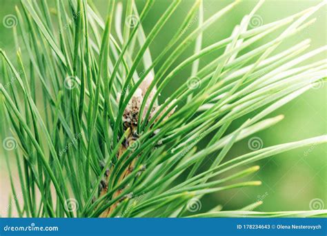 Cerrar La Rama Verde Del Pino En El Fondo Natural Del Bosque Fuente