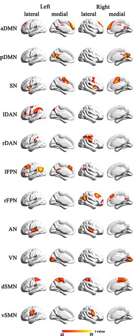 Cortical Representation Of The Resting State Networks Rsns Identified