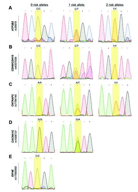 Sanger Sequencing Of Selected Samples Showing All Observed Genotypes