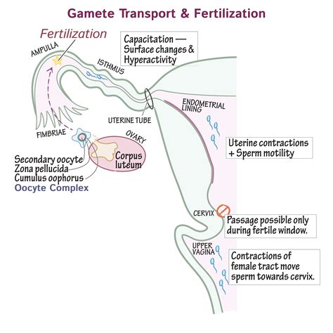 Embryology Glossary Gamete Transport Fertilization Draw It To Know It