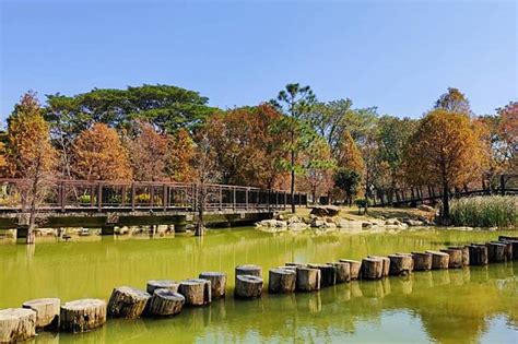 高雄限定夢幻美景！凹子底森林公園落羽松秘境添仙氣 風傳媒 Line Today