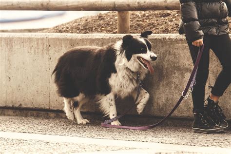 Russian Bear Dog - 29 Untold Secrets To Caucasian Shepherd Mastering