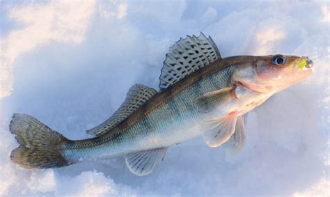 Ice Fishing For Walleye Best Jigs Lures Rods Line