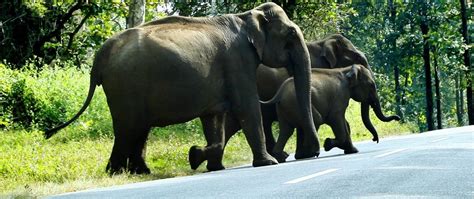 Wayanad Wildlife Sanctuary -Best and affordable tour packages