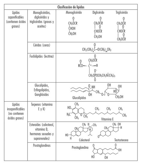 Clasificacion De Los Lipidos Lipido Compuestos Quimicos Images