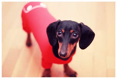 Dachshund Pajamas For Dogs