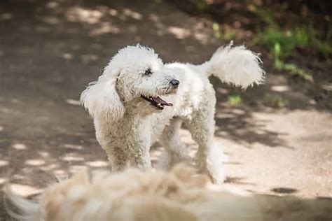 Maltese Poodle Chihuahua Mix: Adopt Now! - The Chihuahua Guide