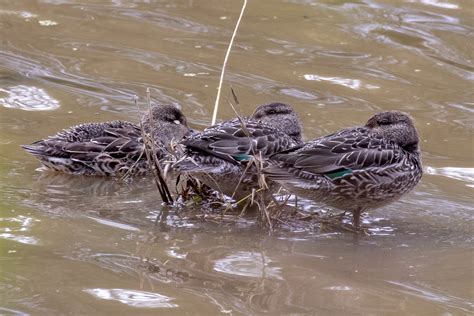 Maryland Biodiversity Project Green Winged Teal Anas Crecca