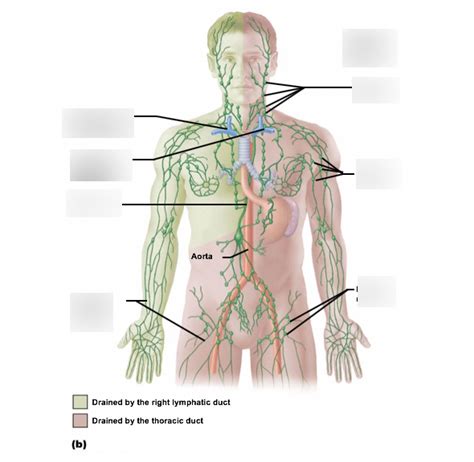 Bsc2086l Lesson 7 Lymphatic System Diagram Quizlet