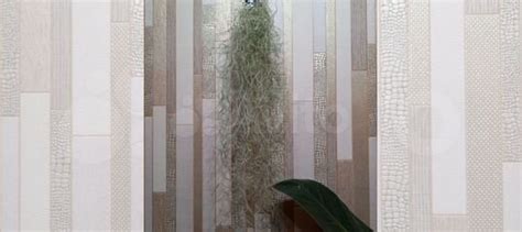 Тилландсия усневидная купить в Новосибирске | Товары для дома и дачи ...