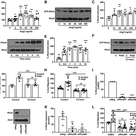 Ang2 Induced Human Dermal Lymphatic Endothelial Cell HDLEC Migration