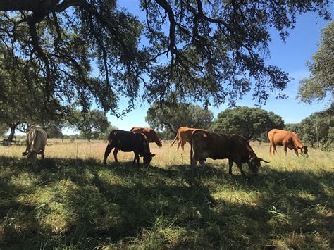 Project description - Grazing4AgroEcology