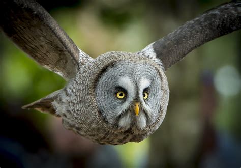 Great Grey Owl Strix Nebulosa Flying Wade Tregaskis Flickr