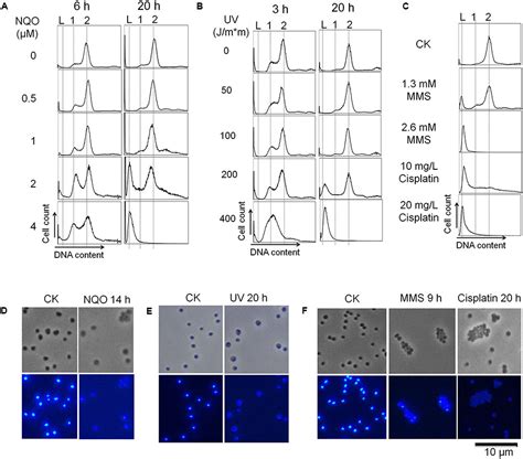 Frontiers Nqo Induced Dna Less Cell Formation Is Associated With