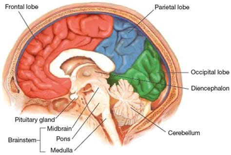 Neuro Lecture Flashcards Quizlet