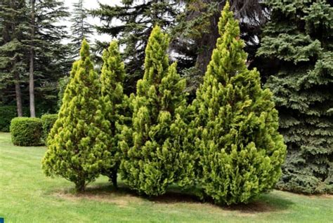 Overwatered Arborvitae What Can I Do Conserve Energy Future