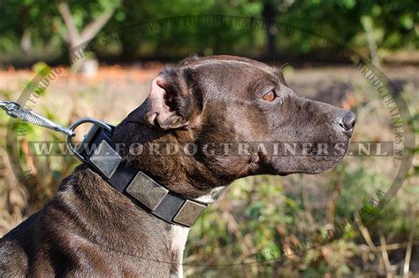 War Stijlvolle Lederen Halsband Voor Pitbull C Leren Halsband