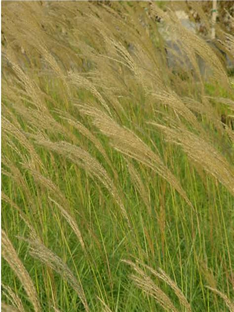 Miscanthus sinensis 'Yaku Jima' (Dwarf Maiden Grass)
