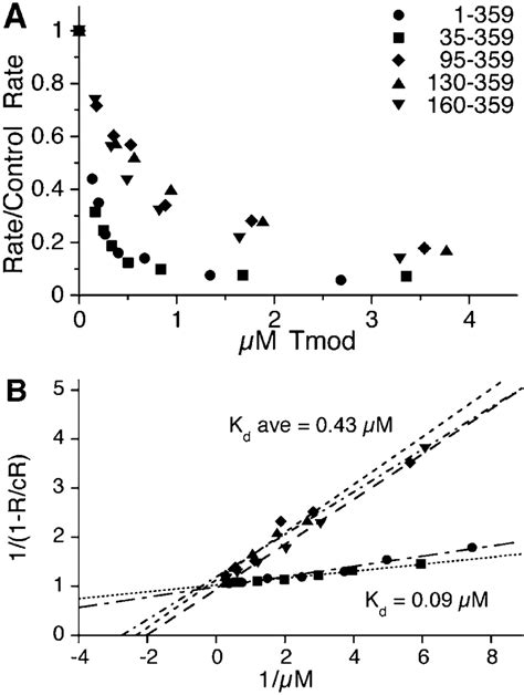 Effect Of Amino Terminal Deletions On The Actin Pointed End Capping