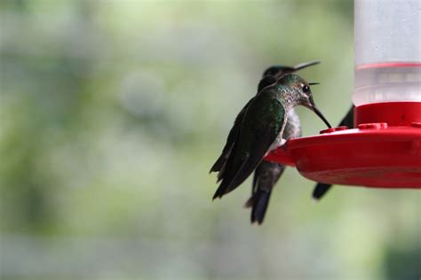 Green Hummingbird Free Stock Photo - Public Domain Pictures