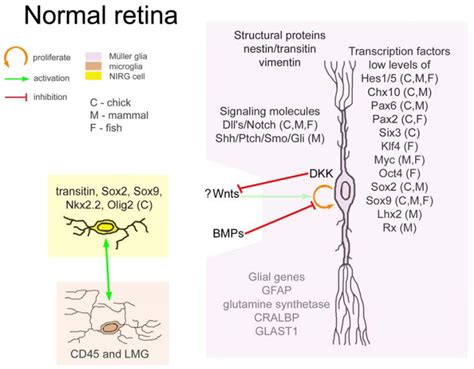 A comparative analysis of Müller glia mediated regeneration in the