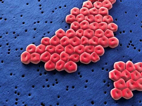 Biofilm Formation In Acinetobacter Baumannii Research In Focus