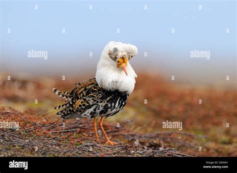 Ruff Philomachus Pugnax Male In Breeding Plumage At Lek Varanger