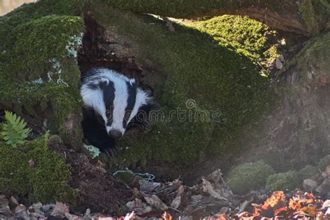 Badger in its burrow stock image. Image of mammal, travel - 163835021