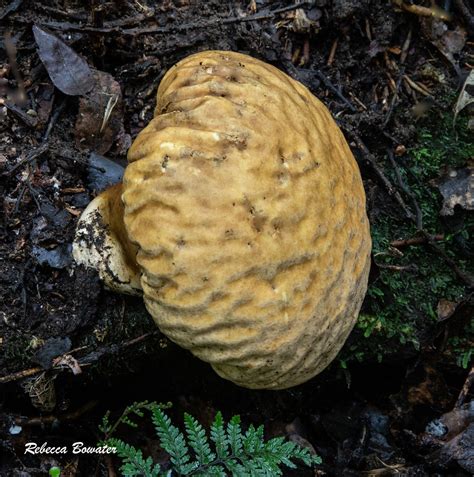 Giant Puffball Calvatia Gigantea This Was About Cms Acro Flickr