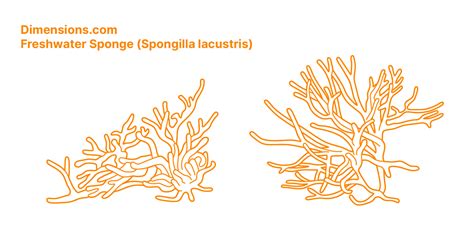 Spongilla Diagram