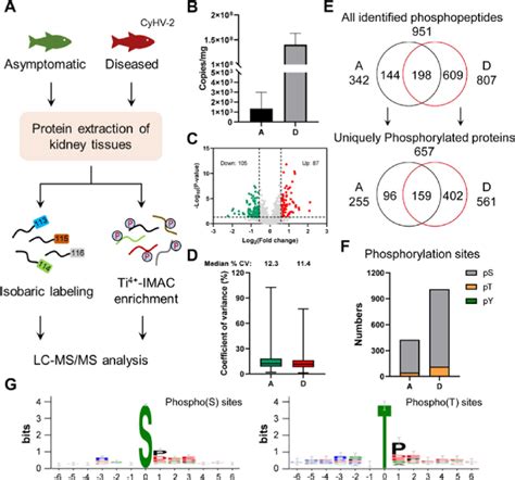 Global Quantitative Proteomics And Phosphoproteomics Upon Cyhv