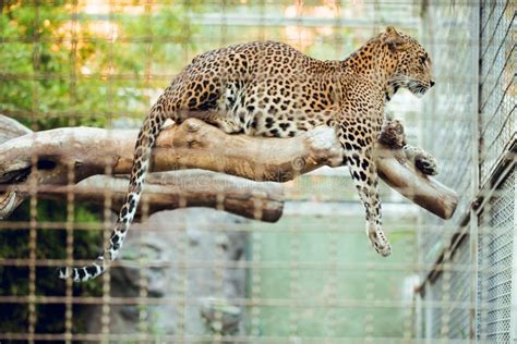 Sri Lankan Leopard in Lying Conservation Center Stock Image - Image of ...