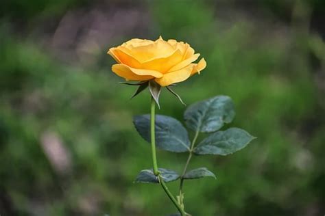 100,000+ Free Yellow Roses & Rose Images - Pixabay