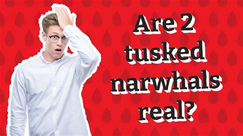 Are 2 tusked narwhals real? - YouTube