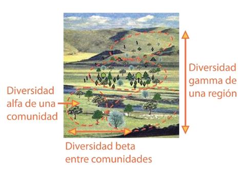 Biocursounam Biodiversidad Alfa Beta Y Gama