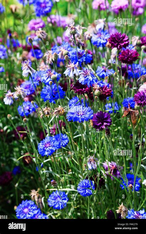 Cornflower field Stock Photo - Alamy