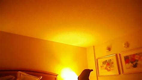 Myrtle Beach Resort Fuck Session Porn Videos